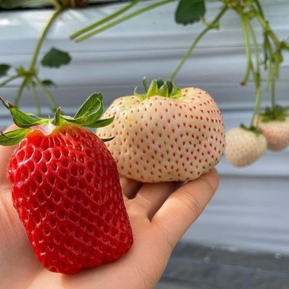 Červené popínavé jahody 10 ks