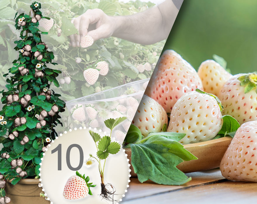 Biele popínavé jahody 10 ks