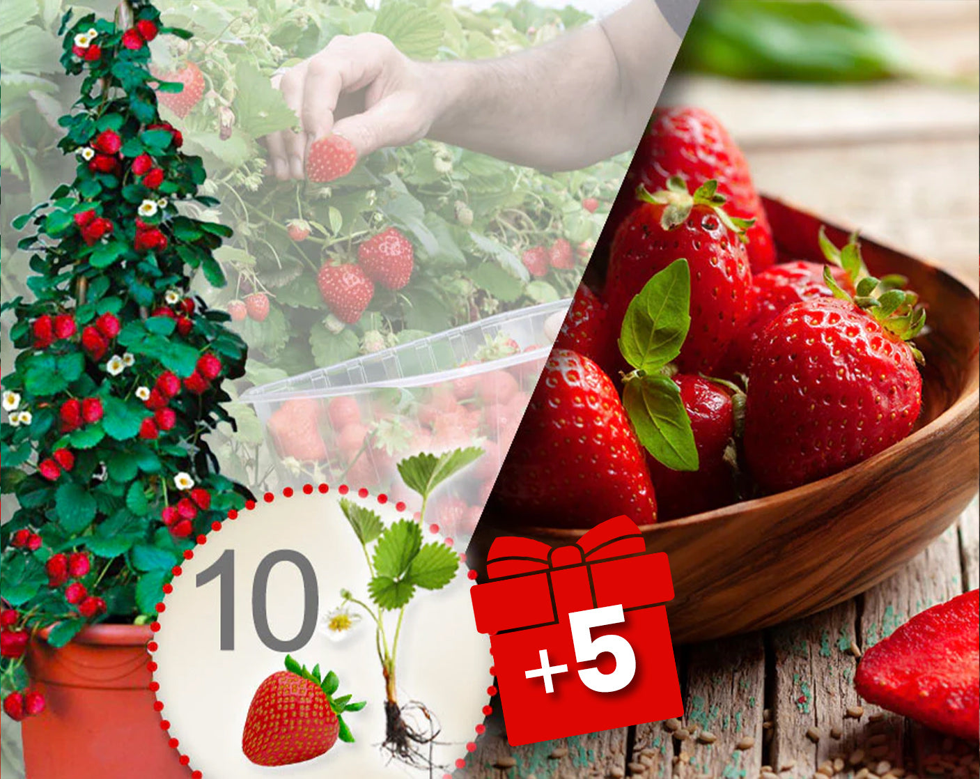 Červené popínavé jahody 10 ks + 5 ks zadarmo